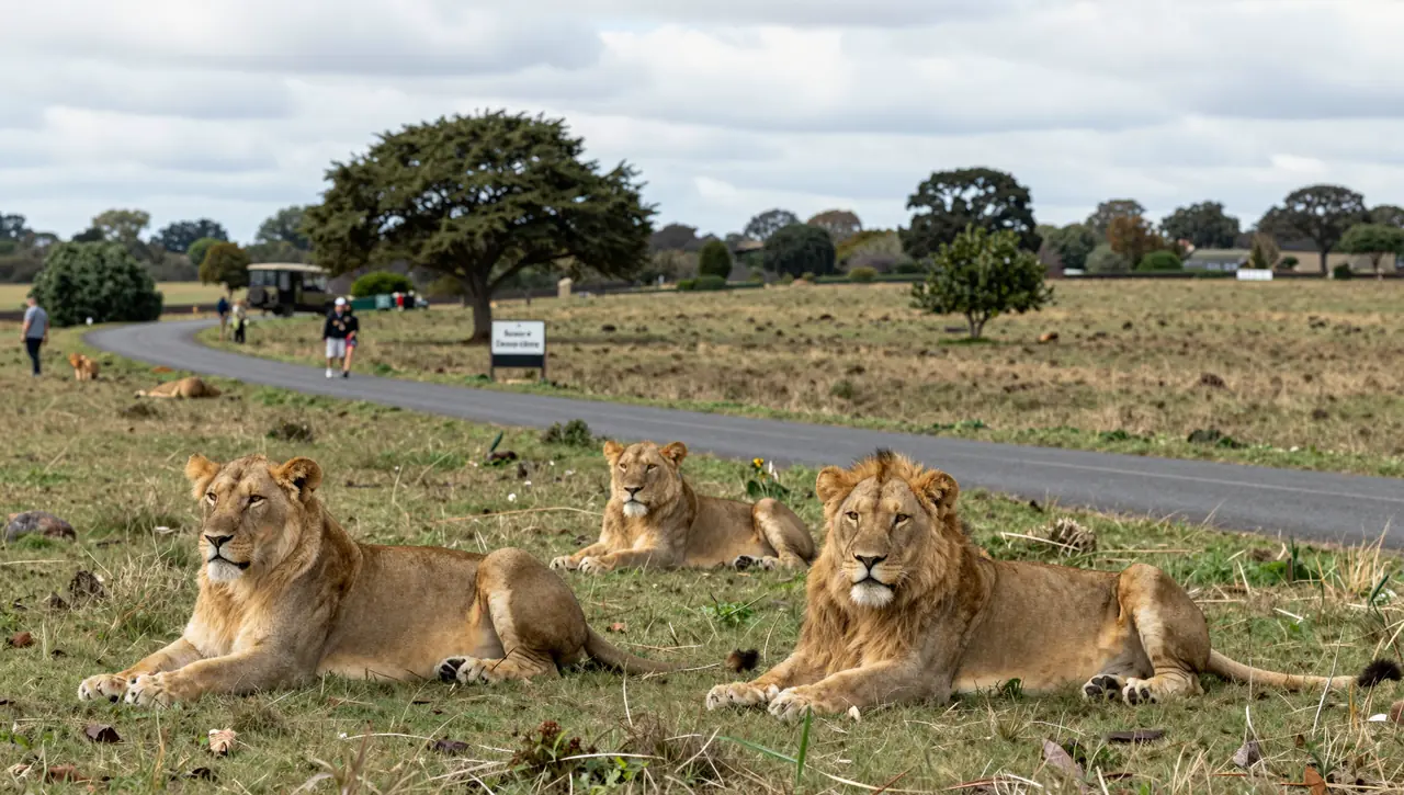 West Midland Safari Park: Drive-Through Safari & Animal Encounters